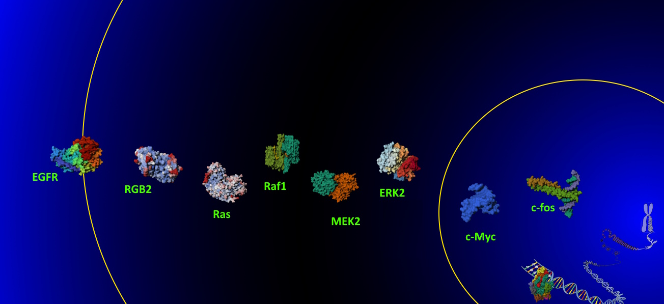 MAPK map